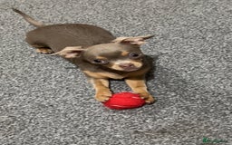 Chihuahua dogs for sale: Quiet Forever Home needed for darling Joey - Image 2