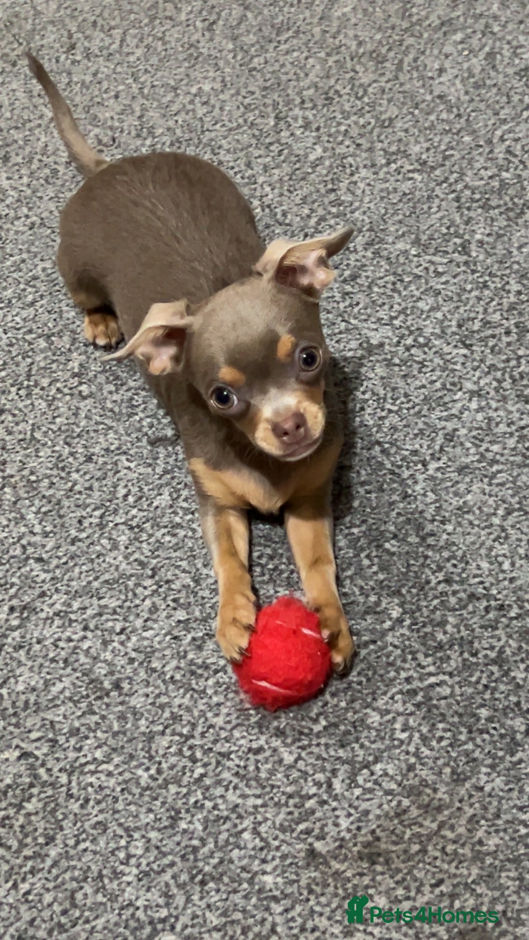 Chihuahua dogs for sale: Quiet Forever Home needed for darling Joey - Image 2