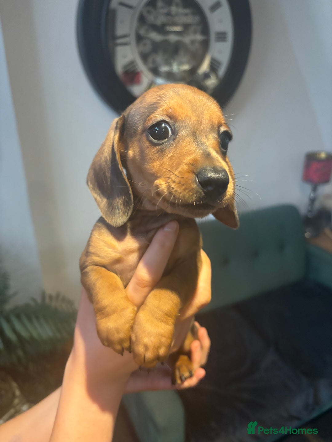 Miniature Dachshund dogs for sale: KC Reg RED DAPPLE Miniature Dachshund (Smooth) - Image 16