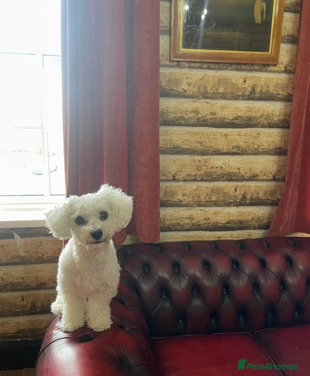Bichon Frise dogs for sale: Bichon Frise for sale aged 3  - Advert 6