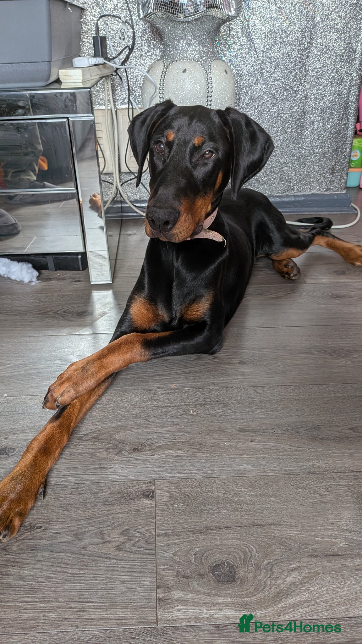 Dobermann dogs Doberman female 7 months  - Advert 5