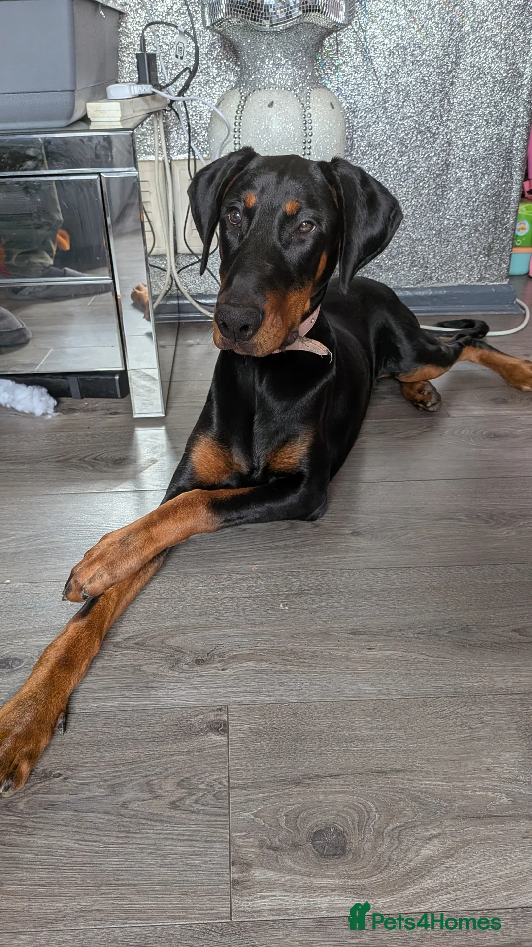 Dobermann dogs for sale: Doberman female 7 months  in Alfreton - Advert 1