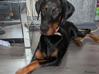 Dobermann dogs Doberman female 7 months - Advert 1