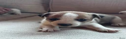 Jack Russell dogs for sale: Beautiful Jack Russell puppies in Robertsbridge - Advert 2