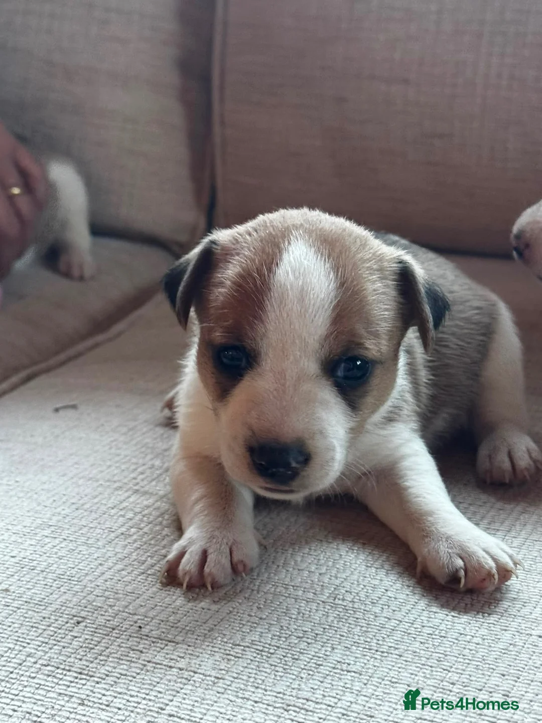 Jack Russell dogs for sale: Beautiful Jack Russell puppies in Robertsbridge - Advert 2