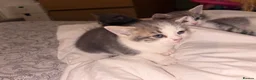 British Shorthair cats for sale: 4 lovely’s silver grey British shorthair  - Advert 7