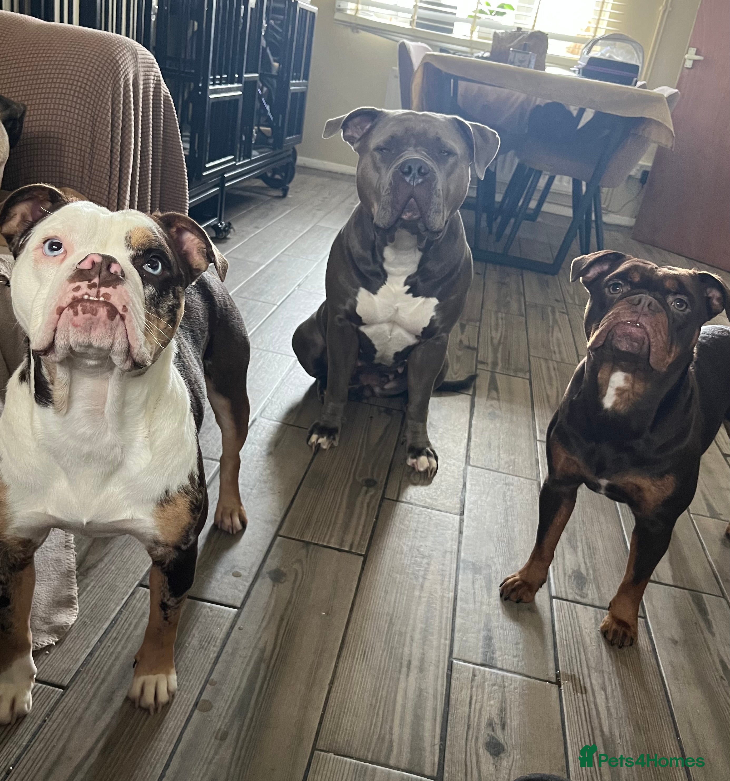 Olde English Bulldogge dogs Loving oldEngland Bulldog Lookingfor a 4eva Home  - Advert 1