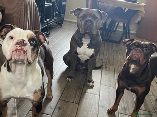 Olde English Bulldogge dogs Loving oldEngland Bulldog Lookingfor a 4eva Home - Advert 1