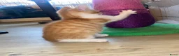 Mixed Breed cats for sale: Beautiful Ginger Kittens!  in London - Advert 23