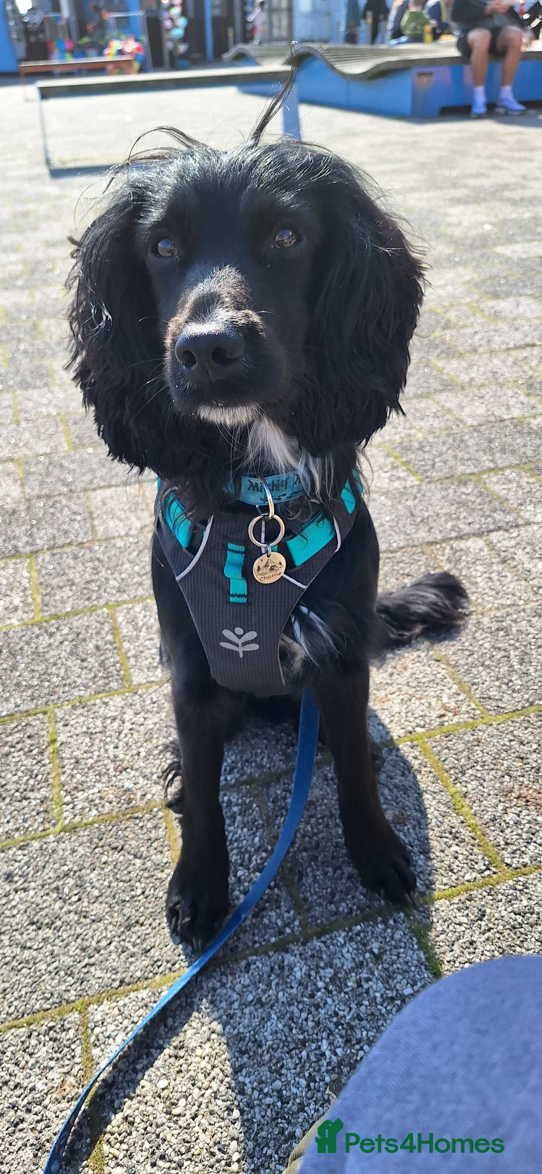 Cocker Spaniel dogs for stud: Cocker spaniel for stud in Hull - Advert 2