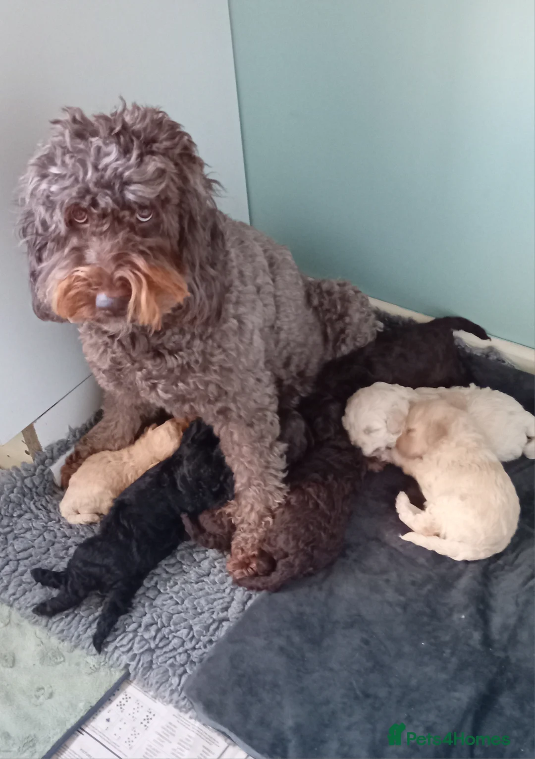 Goldendoodle dogs for sale: Adorable Miniature Double Doodle puppies  - Advert 28