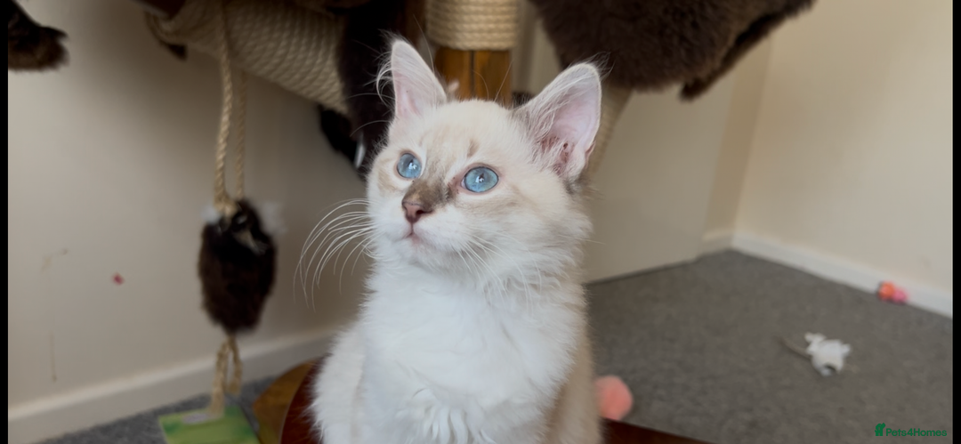 Siberian cats for sale: Siberians with wonderful personalities  - Image 3