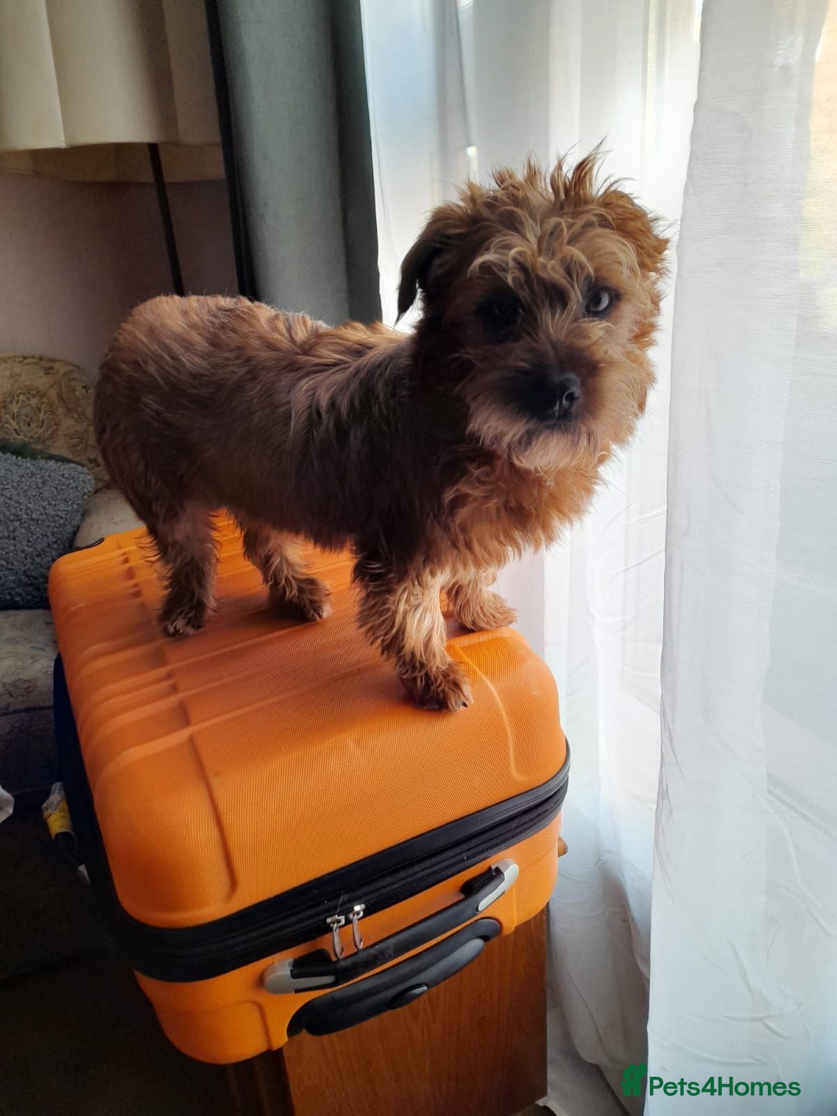 Mixed Breed dogs Edy 💙 in Milton Keynes - Advert 1