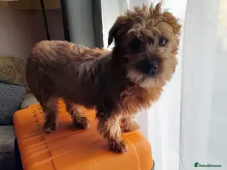 Mixed Breed dogs Edy 💙 in Milton Keynes - Advert 1