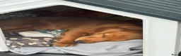 Cocker Spaniel dogs for sale: Young cocker spaniel  in Redditch - Advert 5