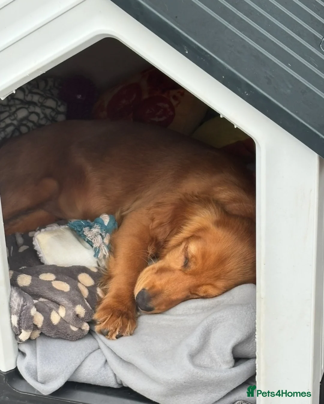 Cocker Spaniel dogs for sale: Young cocker spaniel  in Redditch - Advert 5