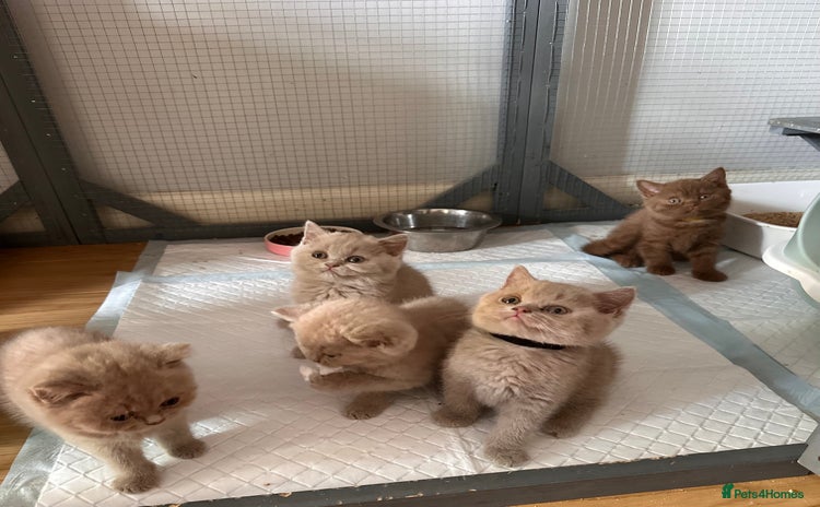 British Shorthair cats - Advert 5