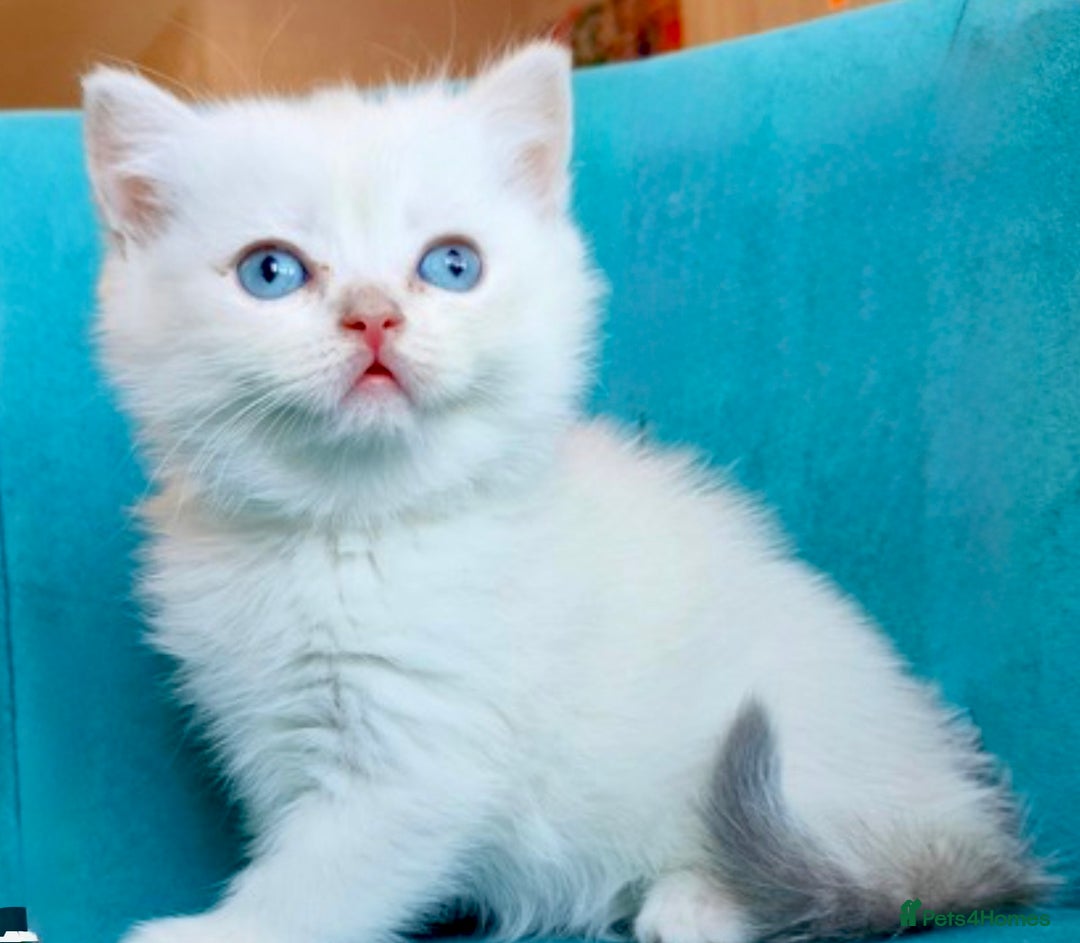 British Shorthair cats for sale: ⭐️Golden colorpoint boy⭐️ - Advert 1