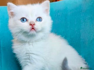 British Shorthair cats ⭐️Golden colorpoint boy⭐️ - Advert 17