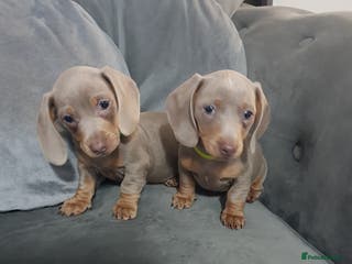 Miniature Dachshund dogs Miniature dachshund - Advert 10