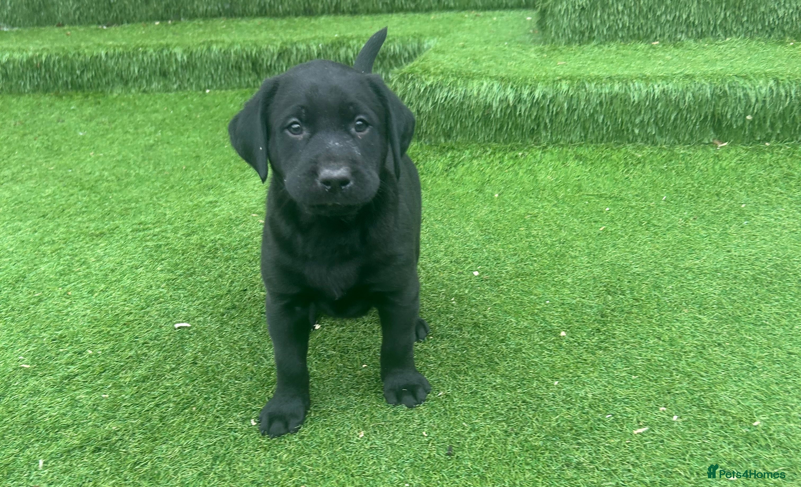 Labrador Retriever dogs Beautiful Labrador Puppies KC Registered 3 Left - Advert 2