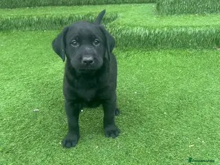 Labrador Retriever dogs Beautiful Labrador Puppies KC Registered 3 Left - Advert 2