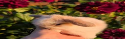 Mini Lop rabbits for sale: ❤️Mini lop babies❤️ - Advert 17