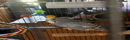 Budgerigars birds for sale: two budgies  - Advert 6