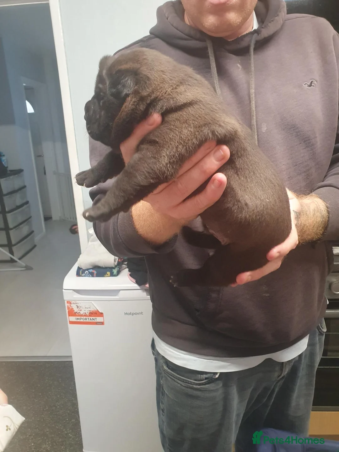 Mixed Breed dogs for sale: Staffie cross shar pei - Advert 2