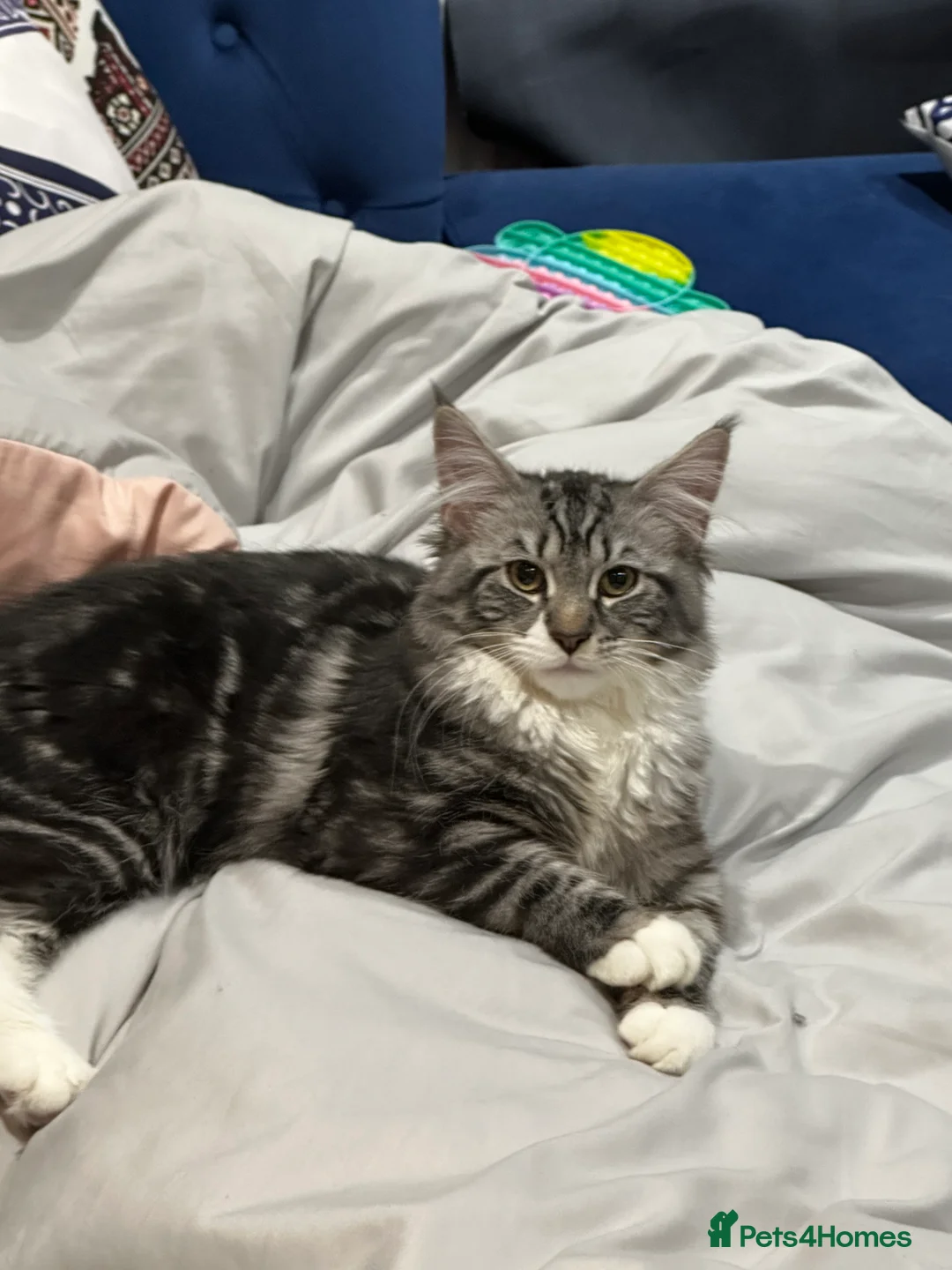 Maine Coon cats for sale: Maine Coon  in Carshalton - Advert 2