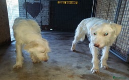 Mixed Breed dogs for adoption: LUNA - a Superb Girl for a Loving Home - Image 19