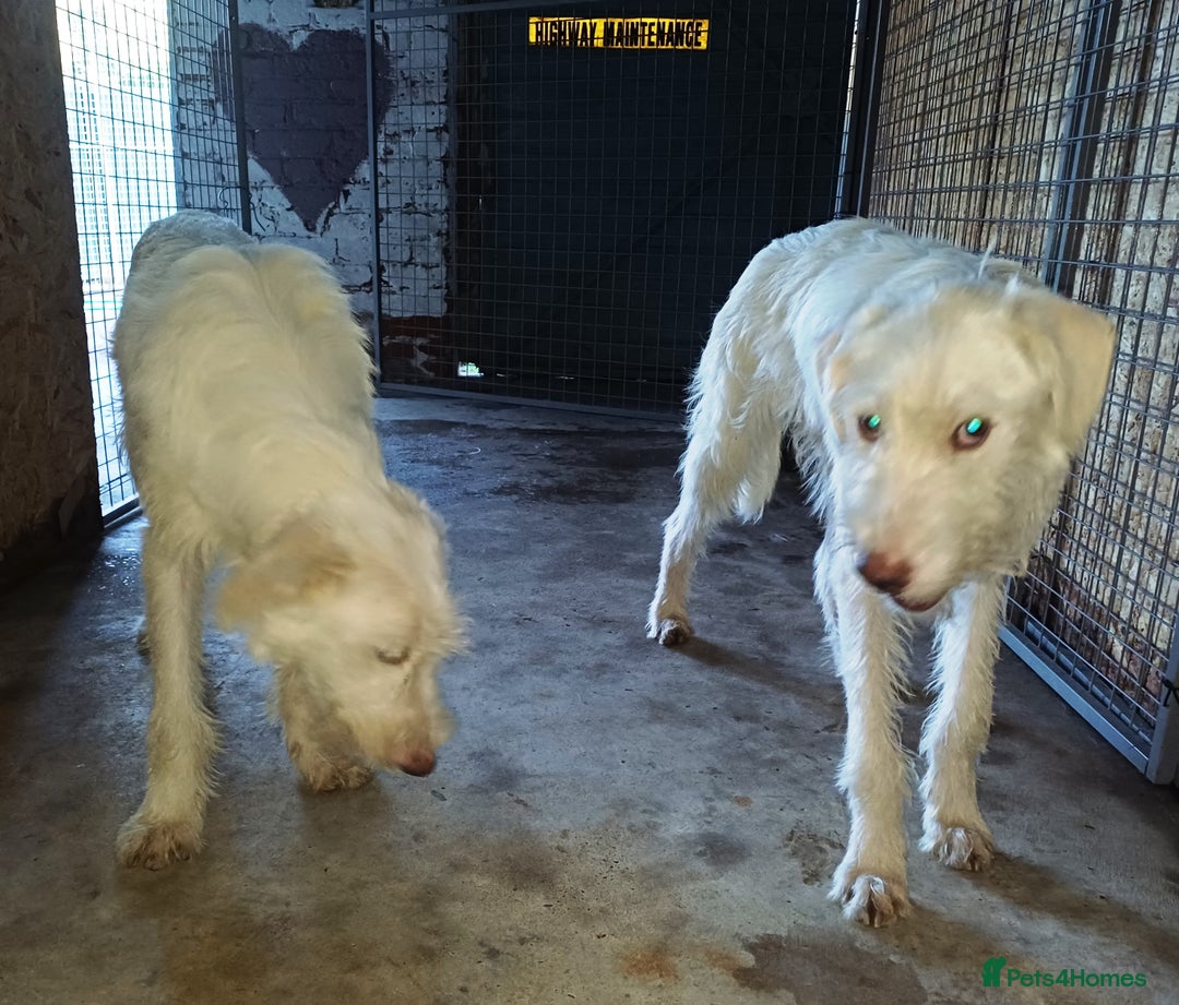 Mixed Breed dogs for adoption: LUNA - a Superb Girl for a Loving Home - Image 19
