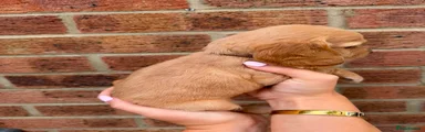 Cocker Spaniel 4