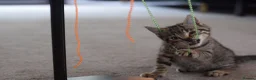Mixed Breed cats for sale: 2 beautiful tabby girls for sale - Advert 5