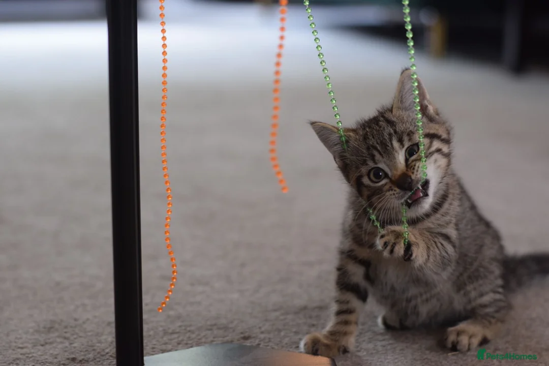Mixed Breed cats for sale: 2 beautiful tabby girls for sale - Advert 5