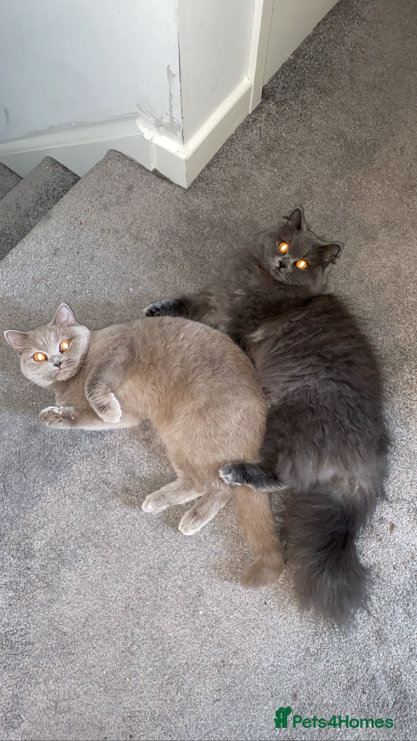 British Shorthair cats British Shorthair Cats - Advert 10