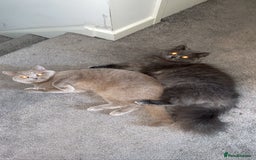 British Shorthair cats for sale: British Shorthair Cats - Image 1