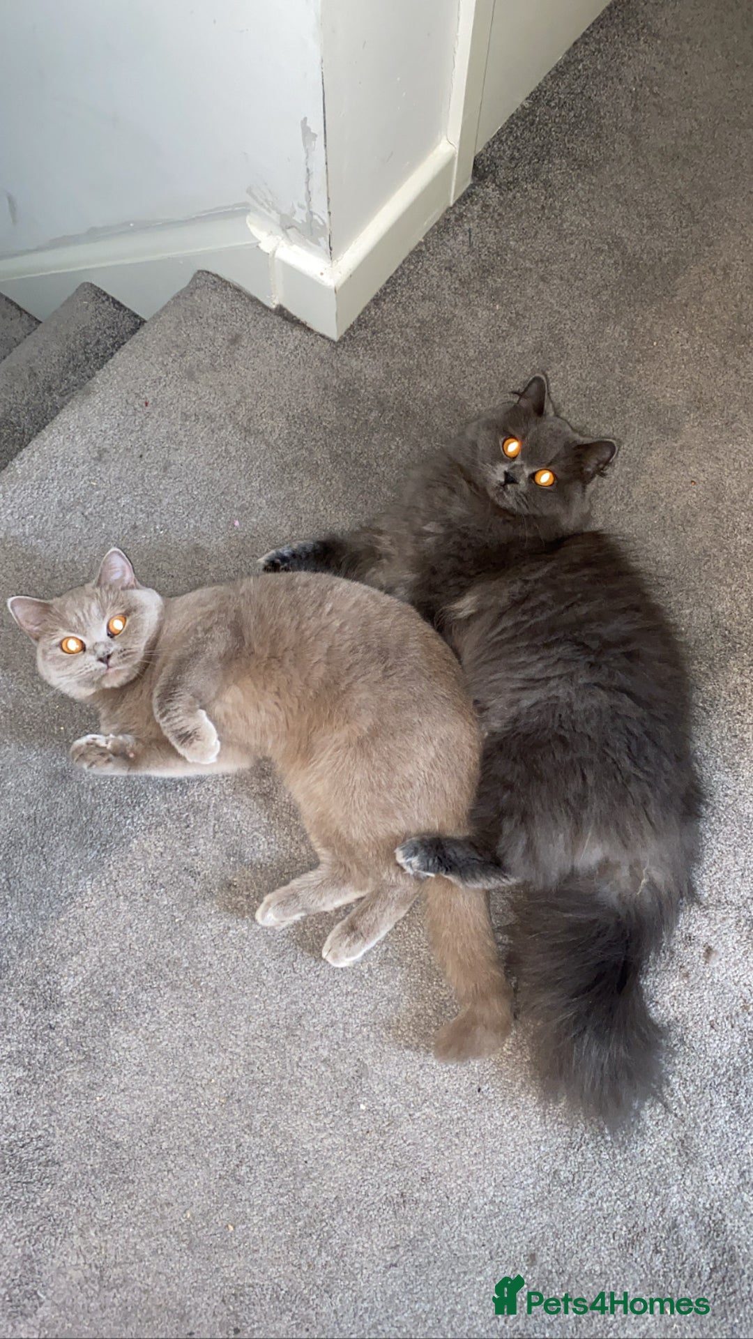 British Shorthair cats for sale: British Shorthair Cats - Image 1