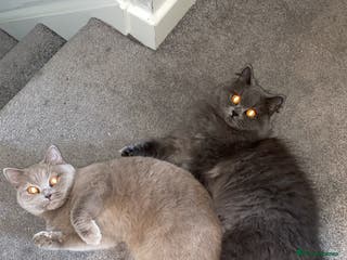 British Shorthair cats British Shorthair Cats - Advert 10