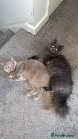 British Shorthair cats - Advert 6