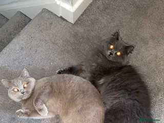 British Shorthair cats British Shorthair Cats - Advert 1