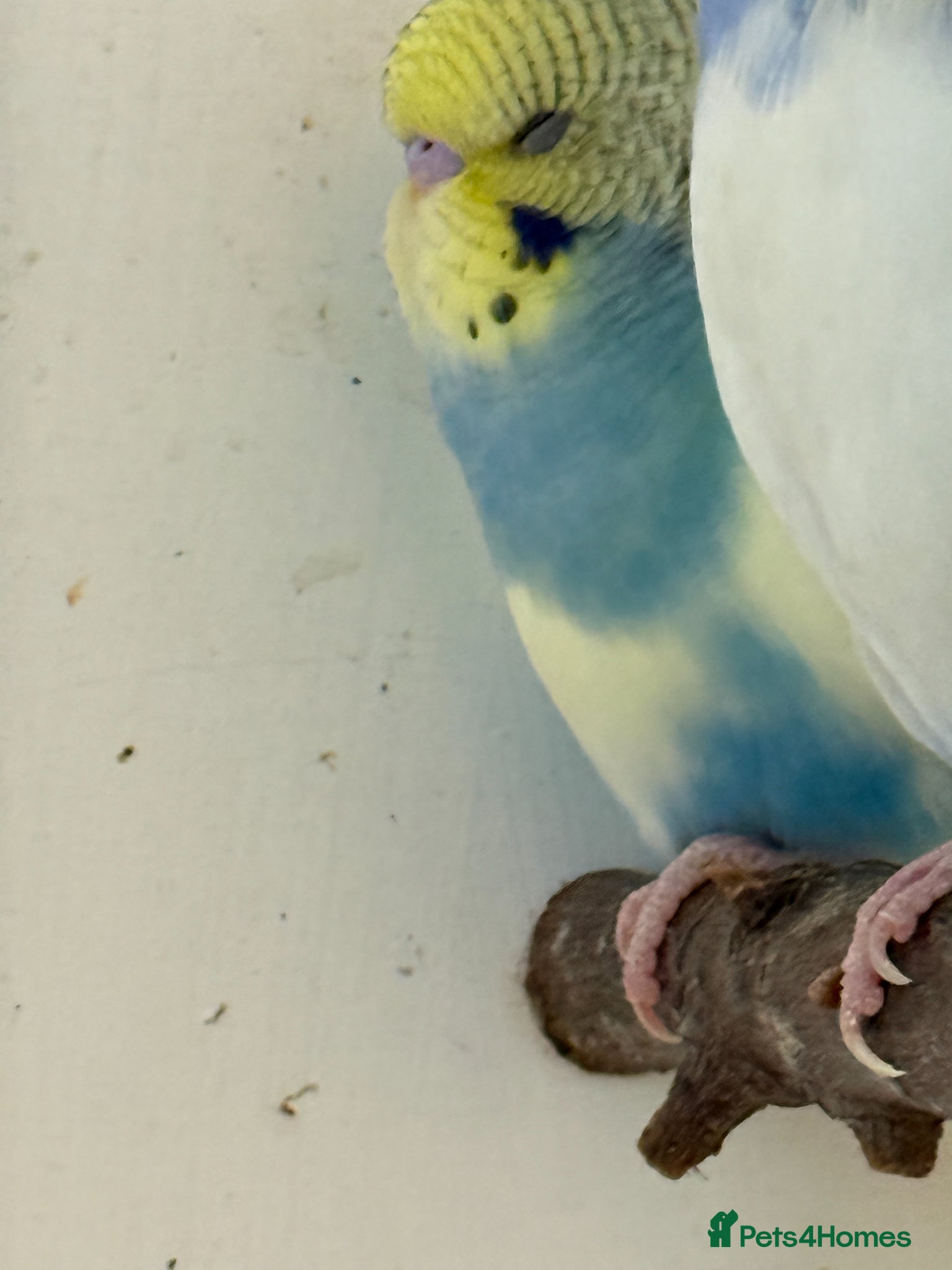 Budgerigars birds Baby Budgies 8 weeks - Advert 10