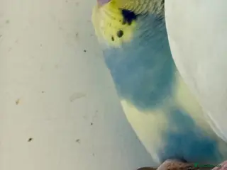 Budgerigars birds Baby Budgies 8 weeks - Advert 10