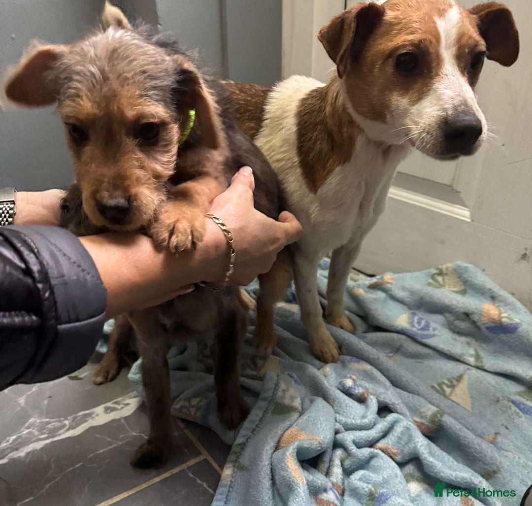 Jackapoo dogs for sale: Miniature jackpoo puppies  - Advert 7