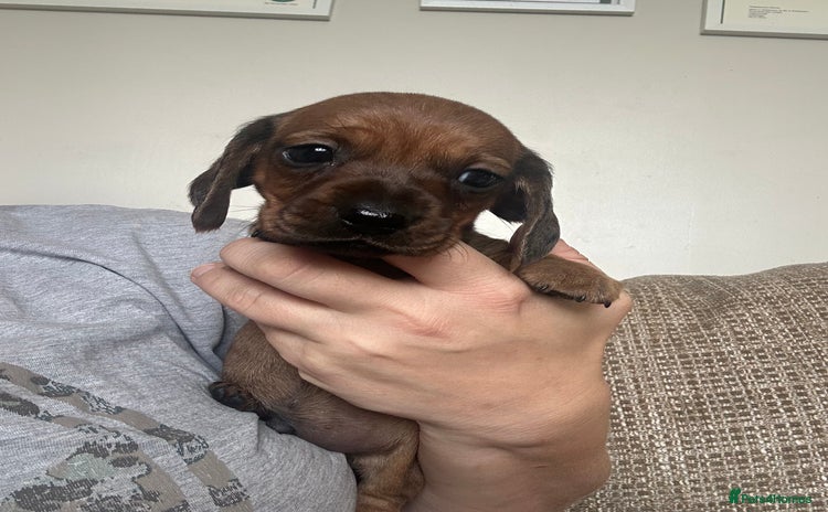 Miniature Dachshund dogs - Advert 2