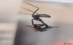 Praying Mantis invertebrates for sale:  Ghost Mantis - Phyllocrania paradoxa - Image 1