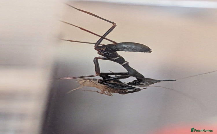 Praying Mantis invertebrates - Advert 2
