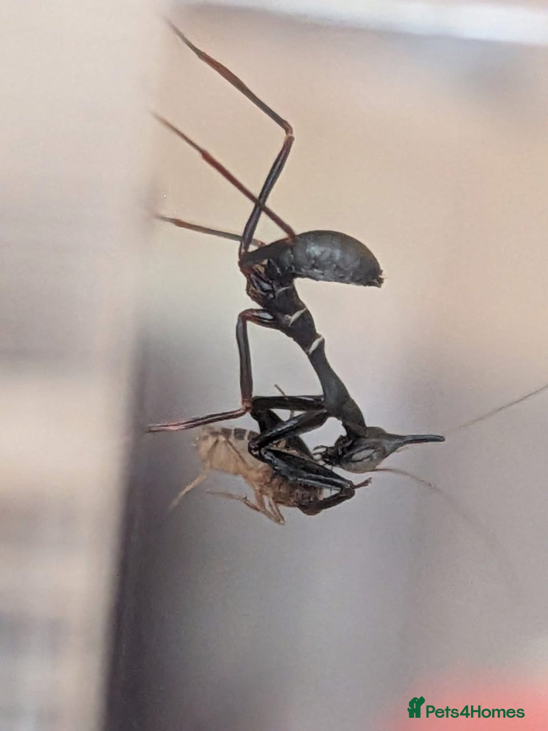 Praying Mantis invertebrates for sale:  Ghost Mantis - Phyllocrania paradoxa - Image 1
