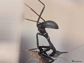 Praying Mantis invertebrates - Advert 8