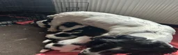 English Springer Spaniel dogs for sale: 7 working English springer spaniel pups.  - Advert 11